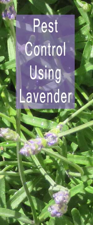 Pest Control Using Lavender-Ants- oil, spray and plants