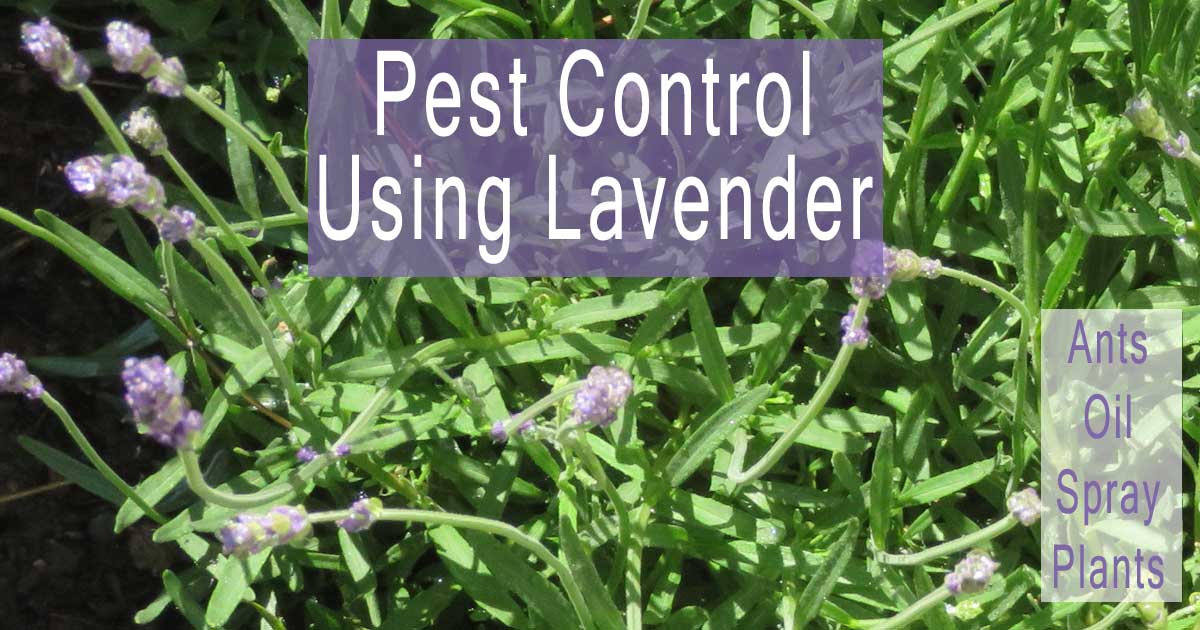 Pest Control Using Lavender * Shannon's Grotto