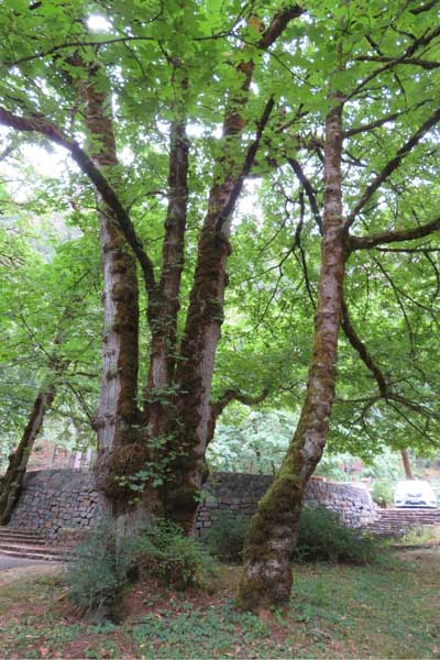 Knotty Tree at Multnomah Falls