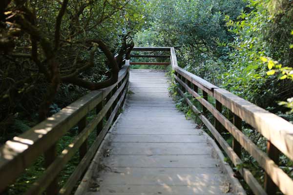 Walk way to Indian Beach in Ecola State Park