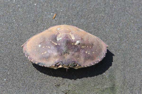 Gearhart Beach- Oregon