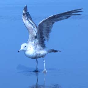 Gearhart Beach, Oregon- Lots of seagulls