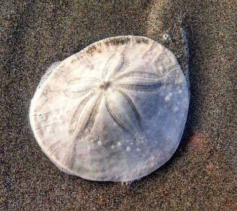 Sand Dollar- Gearhart Beach, Oregon is known as Sanddollar Beach Image by <a href="https://pixabay.com/users/mosaikweb-1925766/?utm_source=link-attribution&utm_medium=referral&utm_campaign=image&utm_content=1152647">Laura Ramirez</a> from <a href="https://pixabay.com/?utm_source=link-attribution&utm_medium=referral&utm_campaign=image&utm_content=1152647">Pixabay</a>